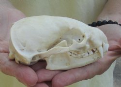 For Sale 4-1/2" Badger Skull - $59