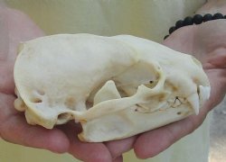 For Sale 4-3/4" Badger Skull - $59