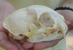 Bobcat Skull measuring 5 x 3-1/2 inches, buy now for $59