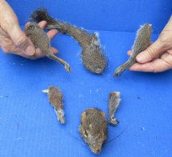 Preserved Squirrel Head, Legs, & Tail - <font color=red>Special Price </font>$25 