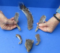 Preserved Squirrel ...