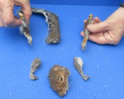 Preserved Squirrel ...