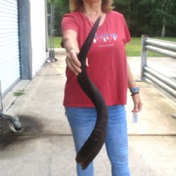  Kudu horn for sale measuring 34 inches - $65