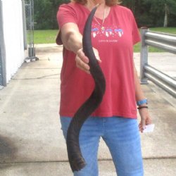  Kudu horn for sale measuring 32 inches - $65