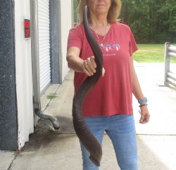  Kudu horn for sale measuring 38 inches - $90