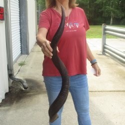  Kudu horn for sale measuring 37 inches - $90