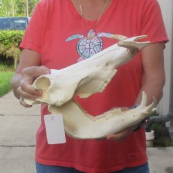 12 inch long African Warthog Skull for sale with 6 inch Ivory tusks - $145