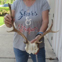 Small Fallow Deer Skull Plate with 10 & 14" Antlers - $40