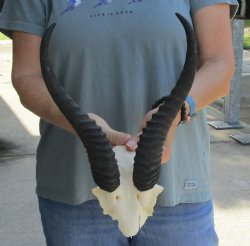 Male Springbok Skull Plate with 11" Horns