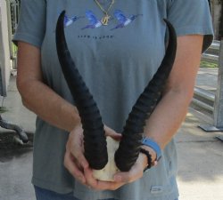 Male Springbok Skull Plate with 12" Horns 