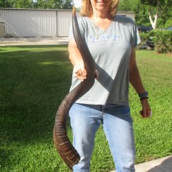 38 1/2" Kudu Horn - $90