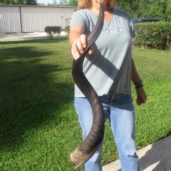37 1/2" Kudu Horn - $90
