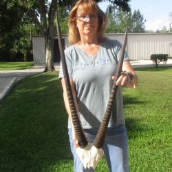 Gemsbok Skull Plate with 26 & 29 inch horns for sale $60