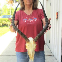 B-grade African impala skull with horns 19" for $85