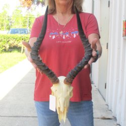 B-grade African impala skull with horns 18" for $85