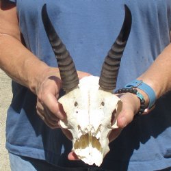 6" Mountain Reedbuck Craft Skull with 6" Horns - $29