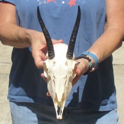 B-Grade 5 1/2" Horns on Female Springbok Skull - $32
