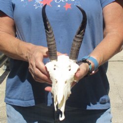 C-Grade 8" Mountain Reedbuck Skull with 7 1/2" Horns - $39