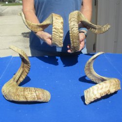 4 piece lot of Ram Horns, Sheep Horns 25-26 inches - $70/lot