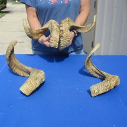4 piece lot of Ram Horns, Sheep Horns 25-26 inches - $70/lot