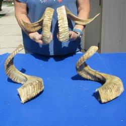 4 piece lot of Ram Horns, Sheep Horns 25-26 inches - $70/lot
