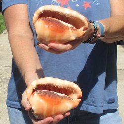Buy these Two Cameo Bullmouth sea shells 5 inches long for $18/lot