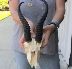 C-Grade African Male Springbok Skull with 10 1/2 inch horns for sale $39