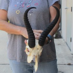 C-Grade African Male Springbok Skull with 11 & 10 1/2 inch horns for sale $39
