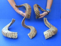 Five piece Ram Horns, Sheep Horns 17" to 19"
