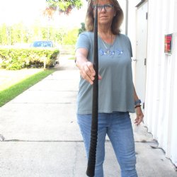 Buy this Gemsbok horn for making shofars, 33 inches for $26