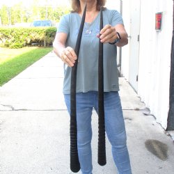 2 Piece Lot of 35-3/4 & 34-1/4 Inch Authentic African Gemsbok, Oryx horns available for purchase $50/lot