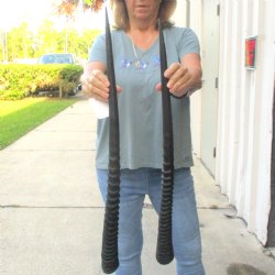 2 Piece Lot of 30-1/4 & 28-1/4 Inch Authentic African Gemsbok, Oryx horns available for purchase $43/lot