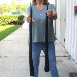 2 Piece Lot of 31-1/2 Inch Authentic African Gemsbok, Oryx horns available for purchase $43/lot
