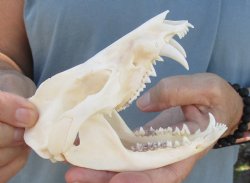 For Sale 5" Opossum Skull - $45