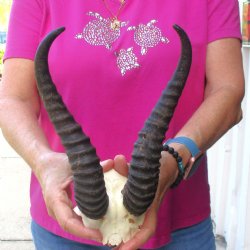 Buy this B-Grade Male Springbok Skull Plate with 10"-3/4 Horns for $18