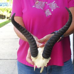 Buy this B-Grade Male Springbok Skull Plate with 10-1/2 & 9-1/2"Horns for $18