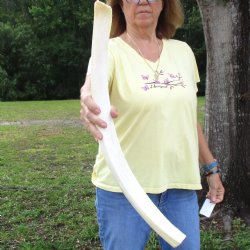 Buy this 26" Giraffe Rib Bone for $50