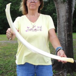 Buy this 33" Giraffe Rib Bone for $50