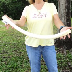 Buy this 29" Giraffe Rib Bone for $50