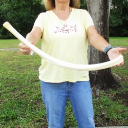 Buy this 30-1/2" Giraffe Rib Bone for $50