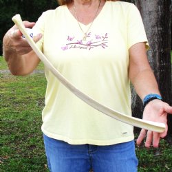 Buy this 22" Giraffe Rib Bone for $50