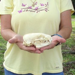 For Sale 5" B-Grade Badger Skull - $42