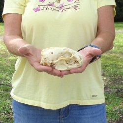 For Sale 4-3/4" B-Grade Badger Skull - $42