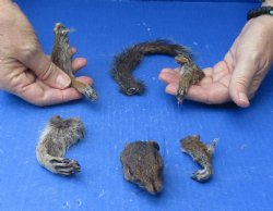Preserved Squirrel Head, Legs, & Tail - <font color=red>Special Price </font>$25 