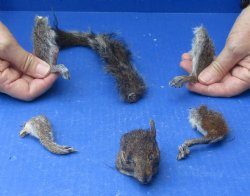 Preserved Squirrel Head, Legs, & Tail - <font color=red>Special Price </font>$25 