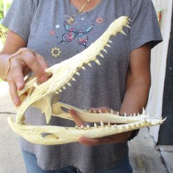 12" B-Grade Nile Crocodile Skull (Cites #084969) - $85