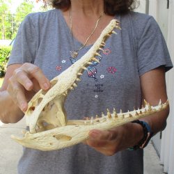 12" B-Grade Nile Crocodile Skull (Cites #084969) - $85