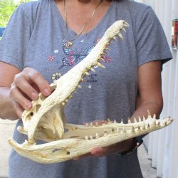 12-1/2" B-Grade Nile Crocodile Skull (Cites #084969) - $85