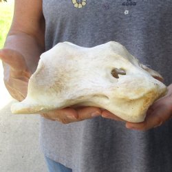 7-1/2" Giraffe Vertebra Atlas Bone - $45