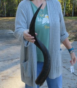 Real Kudu horn 28-1/2 inches 